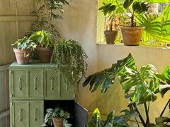 -自由生长植物工作室(深港花卉中心店)