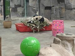 -栾川竹海野生动物园