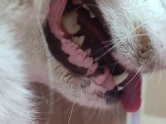 -北京观赏动物医院·24小时大型综合·猫专科·异宠专科