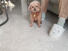 -美联众合动物医院·24h京西诊疗中心