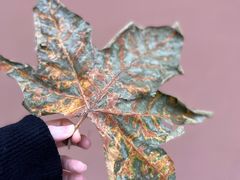 -苏州文庙(姑苏区)