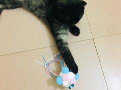-联合动物医院(光谷诊疗中心)