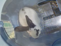 -北京观赏动物医院·24小时大型综合·猫专科·异宠专科