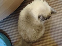 -MOCHA明星猫咖(田子坊店)