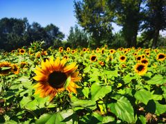 -长白岛森林公园