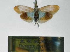 -上海昆虫博物馆
