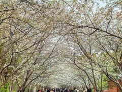 -高东镇樱花园