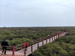 -北海金海湾红树林生态旅游区