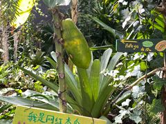 -上海鲜花港