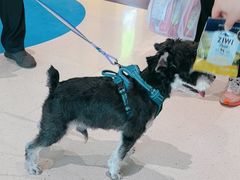 -帕帕拉兹宠物(亚洲旗舰店)