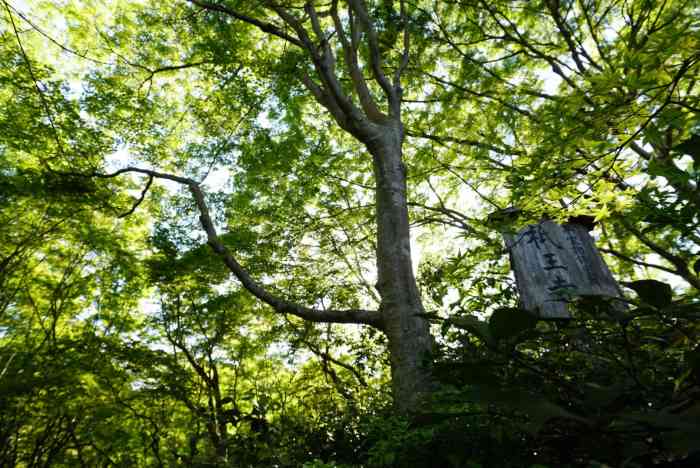 高松山 往生院 只王寺-"2019年9月日本行——京都 各花入各.
