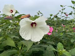 -铁锅炖灶台鱼老三炖鱼馆