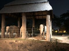 -清迈夜间动物园