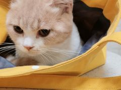 -美联众合动物医院·24h京西诊疗中心