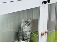 -青奢宠物·青奢猫舍