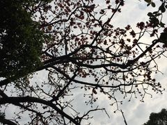 -小洲村