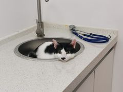 -伟伟宠物医院·瑞派猫友好医院·猫科(光谷店)