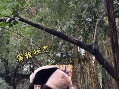 -广州长隆野生动物世界