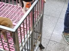 -宝鸡东道花鸟鱼虫市场(吉利花园商场店)