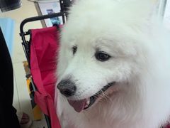 -宠福鑫康馨动物医院·骨科·眼科