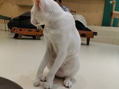 -飞行喵MR PILOT|猫舍·猫咖(静安大融城店)