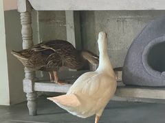 -喜洲吧·江畔老船厂·庭院餐厅(喜临院店)