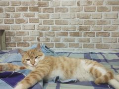 -瑞派·关忠动物医院·猫专科·犬专科(三环新城店)