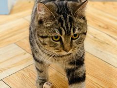 -遇见羊驼·奶狗咖·布偶猫咖·法斗柯基柴犬阿拉斯加(春熙路太古里IFS店)