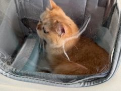 -瑞派宠物医院·犬猫全科·猫友好(宾水西道店)