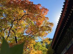 -香山公园