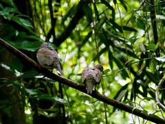 -新加坡飞禽公园