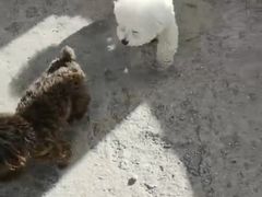 -波姐宠物家庭寄养