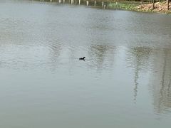 -九科绿洲