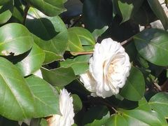 -苏州卫生职业技术学院(石湖校区)