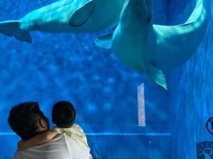 -芜湖新华联大白鲸海洋公园