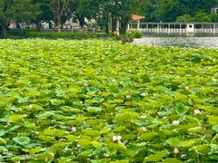 -荔湾湖公园