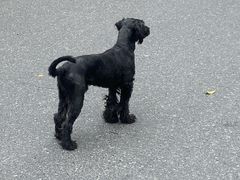 -四川老牛麻辣烫(北门桥店)