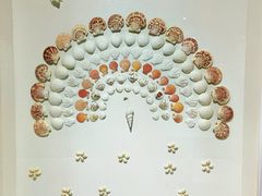 -青岛贝壳博物馆