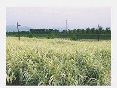 -洨河生态公园