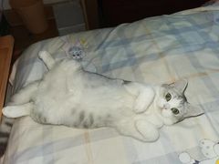 -宠爱国际动物医院· 猫科· 外科·中兽医(长白店)