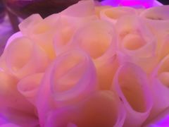 土豆-热火朝天鲜切牛肉火锅(南强街巷店)