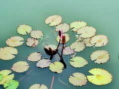 -国家植物园南园