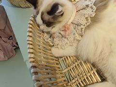 -怪兽屋·羊驼·猫咖·狗咖(俊华广场店)