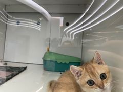 -1013 PET SHOP精品宠物商店(丁香店)