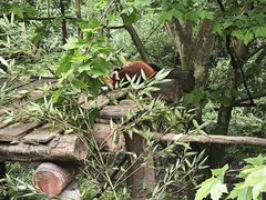 -都江堰中华大熊猫苑