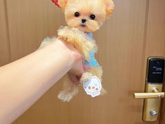 -萌宠之家·腊肠犬·马尔泰·小体犬舍