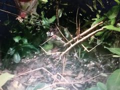 -上海昆虫博物馆