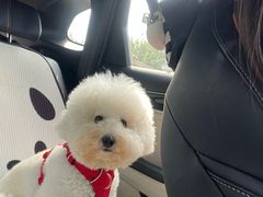 -小杨翘脚牛肉