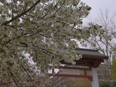 -西安青龙寺遗址景区