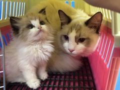 -纳吉亚猫专科动物医院博雅分院